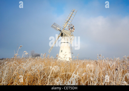 Le givre sur les roseaux par Thurne Mill debout à l'entrée de Thurne digue sur les Norfolk Broads. Banque D'Images