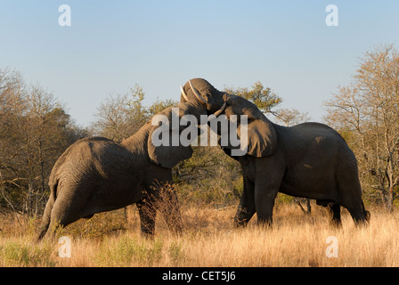 Les éléphants jouent lutte Banque D'Images