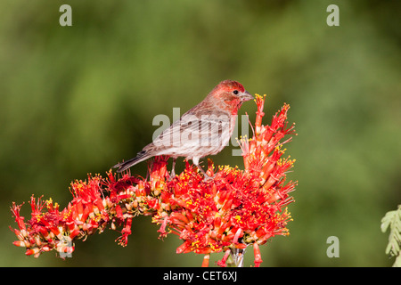 Roselin familier Carpodacus mexicanus Amado, dans le comté de Santa Cruz, Arizona, United States 7 mâle adulte peut Banque D'Images