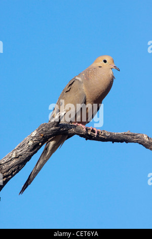 Sarcelles macoura Tucson, Arizona, United States 1 juin des profils des sons. Columbidae Banque D'Images