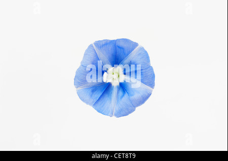 Jacquemontia Pentantha. Clustervine Skyblue flowers against white background Banque D'Images