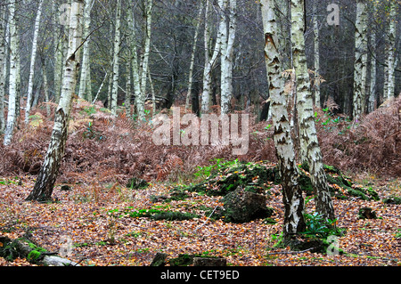 Vue d'Arne réserve naturelle RSPB en automne Banque D'Images