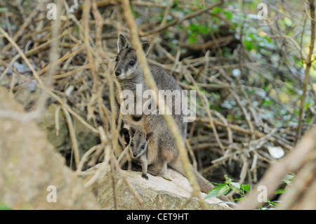 Petrogale inornata Wallabies sans fioritures Mère avec Joey dans pouch photographié dans le Queensland, Australie Banque D'Images