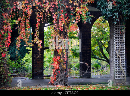 Couleurs automnales sur l'affichage dans le Jardin de Kyoto dans Holland Park. Banque D'Images