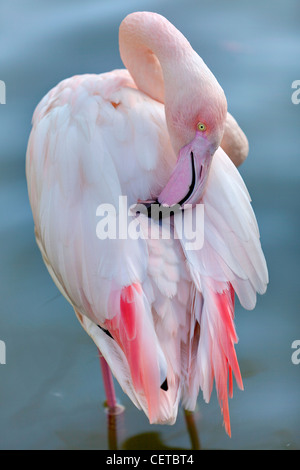 Oiseau flamant Banque D'Images