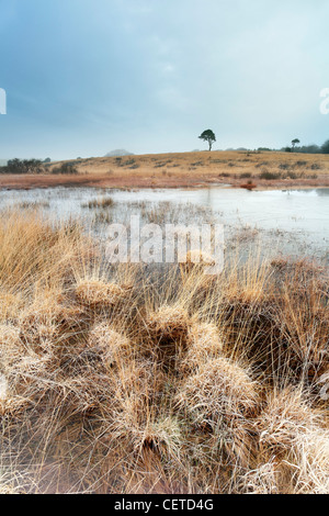 Lone Tree par Waldegrave piscine près de Priddy sur l'Mendips. Banque D'Images