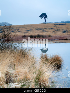 Lone Tree par Waldegrave piscine près de Priddy sur l'Mendips. Banque D'Images