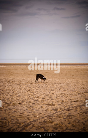 Une promenade de chiens sur la plage de sable à Prestatyn. Banque D'Images