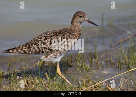 Philomachus pugnax ruff Kampfläufer falco Banque D'Images