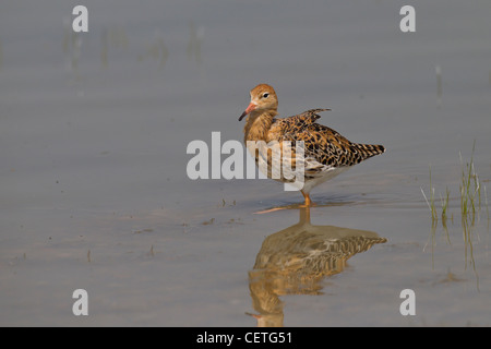 Philomachus pugnax ruff Kampfläufer falco Banque D'Images