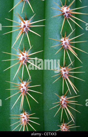 Les pointes de cactus, plante verte, gros plan, macro. Banque D'Images
