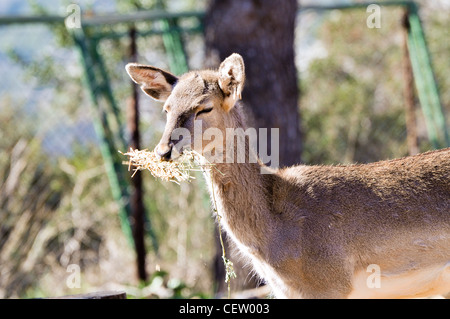 Israël, Carmel Mountains, femelle persan (Dama Dama mesopotamica) espèces en voie de disparition. Banque D'Images