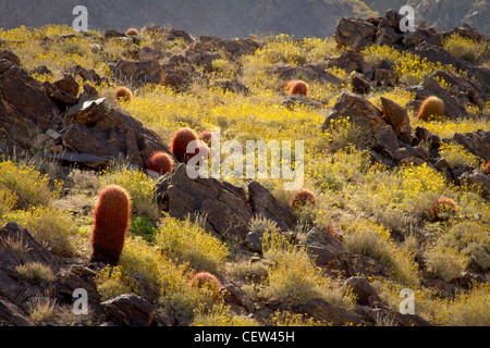 Barrel cactus et brittlebush, 49 Palmiers, Joshua Tree National Park, Californie Banque D'Images