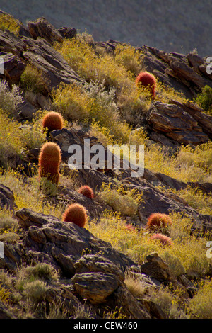 Barrel cactus et brittlebush, 49 Palmiers, Joshua Tree National Park, Californie Banque D'Images