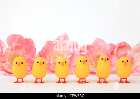 Six petits poulets dans une rangée en face de tulipes roses Banque D'Images