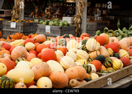 Citrouilles et courges dans un marché agricole définition Banque D'Images