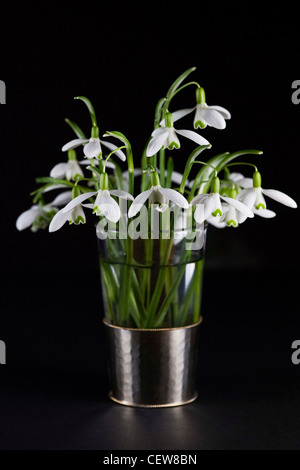 Galanthus nivalis. Perce-neige dans un vase en verre sur un fond noir. Banque D'Images