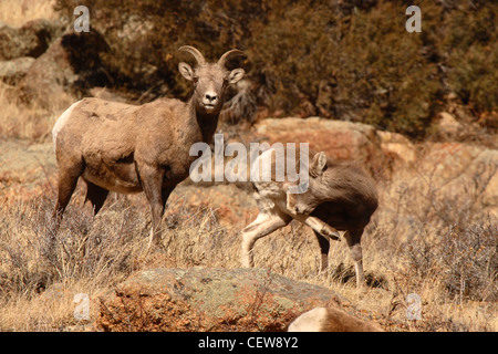 Le Mouflon d'une mère à son bébé comme palefreniers. Banque D'Images