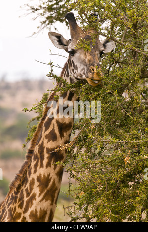 Libre de manger de girafe arbre. Banque D'Images