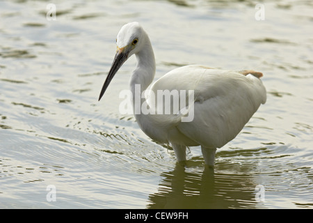 Libre d'aigrette garzette à la recherche sur la rivière - Egretta garzetta - Thaïlande Banque D'Images