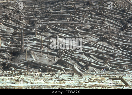 Les pentes de la vallée du ruisseau Smith, à l'est du mont St. Helens, montrent des arbres qui ont explosé à l'explosion latérale du 18 mai 1980. Deux scientifiques de la Commission géologique des États-Unis (en bas à droite) donnent de l'échelle. La direction de l'explosion, illustrée ici de gauche à droite, est apparente dans l'alignement des arbres en aval. Plus de quatre milliards de pieds de planche de bois utilisable, suffisamment pour construire 150,000 maisons, a été endommagé ou détruit. Banque D'Images