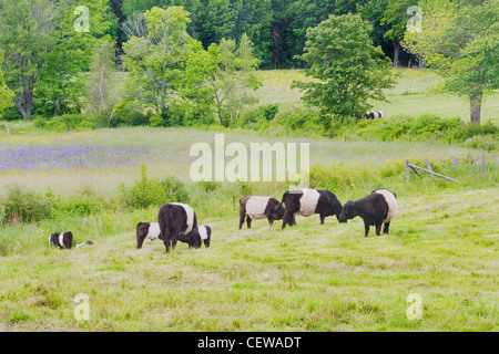 Petit troupeau de vaches qui paissent à ceinture à Rockport, Maine. Banque D'Images