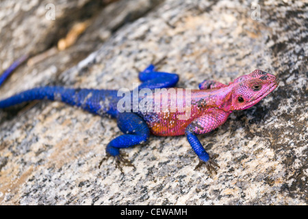 Lézard Agama dirigé rouge sur un rocher au soleil. Banque D'Images
