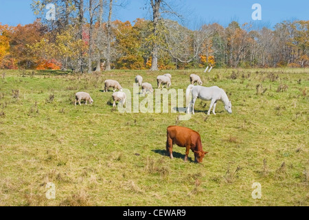 Cheval vache et moutons dans un champ agricole automne dans le Maine. Banque D'Images