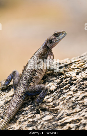 Lézard Agama exposant au soleil sur un rocher. Banque D'Images