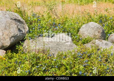 Peu mûres bleuets sauvages bush dans le Maine. Banque D'Images