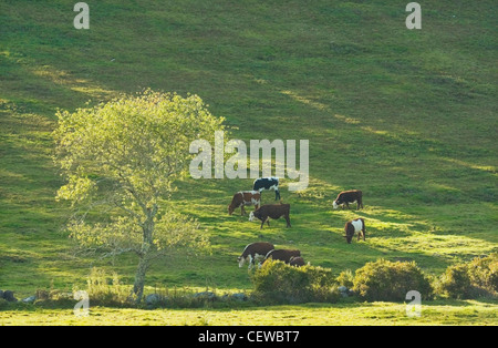 Les vaches sur colline dans une ferme terrain été Rockport Maine. Banque D'Images