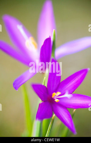 Grass Widow (Sisyrinchium douglaii), dans la gorge du Columbia, Washington, États-Unis Banque D'Images