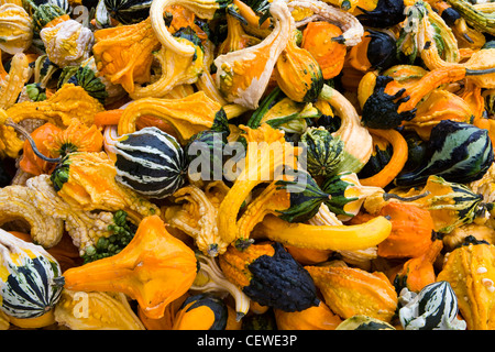 Une variété de gourdes en octobre. Banque D'Images