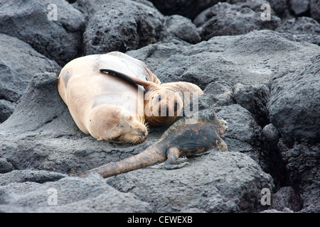 Lion de mer avec pup et iguane marin dans le Galalagos (Équateur Banque D'Images