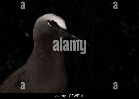 Noddi noir, anous minutus Banque D'Images