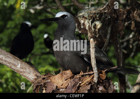 Noddi noir, anous minutus Banque D'Images