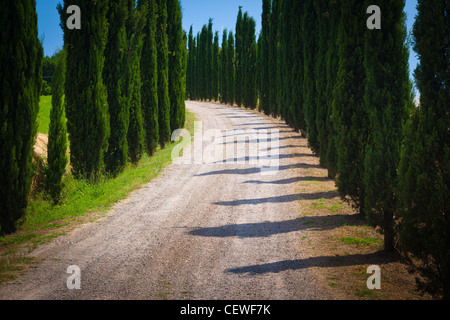 Route bordée de cyprès dans la campagne Toscane Banque D'Images