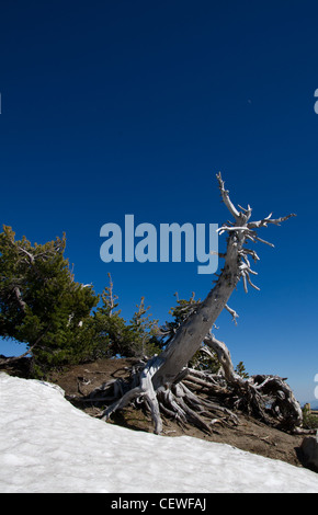 Un ancien arbre de pins morts s'élève à partir d'un banc de neige Banque D'Images