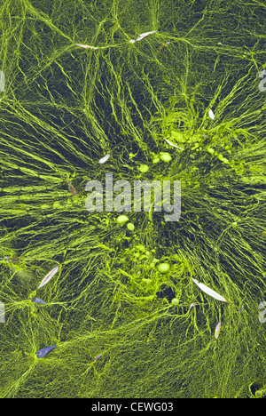 Les algues du genre Nostoc (cyanobactéries) couvrir un étang d'eau douce. Libre de filaments et de petites boules gélatineuses. Banque D'Images