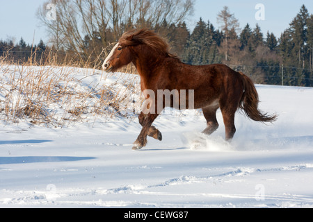 Brown horse shire exécuter galop en hiver Banque D'Images