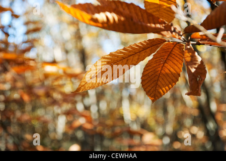 Les feuilles d'automne, close-up Banque D'Images