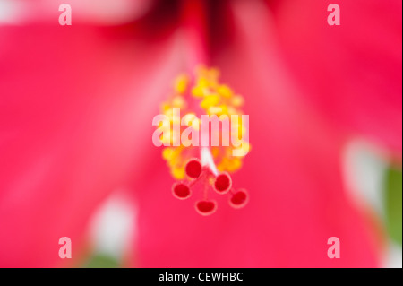 Hibiscus rosa Sinensis. Fleur d'Hibiscus rouge sur fond blanc Banque D'Images