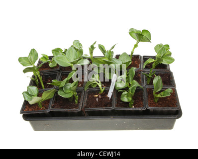 Des pots de semis de fèves dans un bac blanc isolé contre Banque D'Images