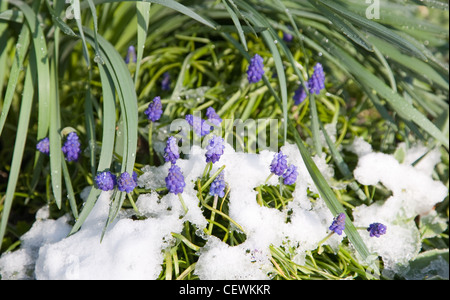 Jardin d'hiver jardin britannique dans Allendale, Kent, UK, donnant sur Romney Marsh Scilla (elephants) couverts d'une neige légère Banque D'Images