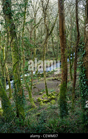 Une rivière qui traverse la vallée de Lamorna Banque D'Images