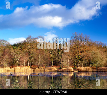 Une belle journée d'automne à Cannop étangs dans la forêt de Dean. Banque D'Images