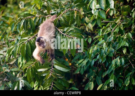 Black-striped capucin touffeté en forêt de feuillus le long des rives de la rivière du nord de l'Pixiam, Pantanal, Brésil. Banque D'Images