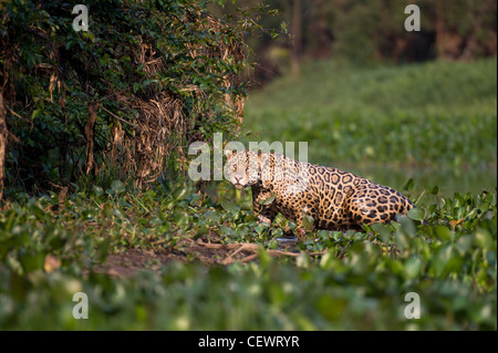 Jaguar mâle sauvage émergeant de la jacinthe d'eau au bord d'un affluent du fleuve Cuiaba Pantanal nord, au Brésil. Banque D'Images