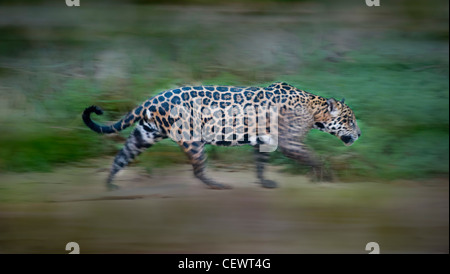 'Wild Jaguar femme marchant le long de la rive de la rivière Piquiri (un affluent du fleuve Cuiaba) au crépuscule. Le nord du Pantanal, Brésil Banque D'Images