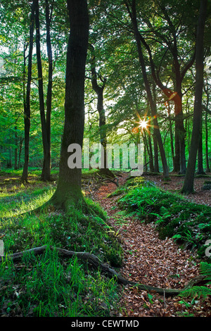 Dean Forest bois. Nichée entre la vallée de la Wye, le Vallon de Leadon et la Severn Vale, la forêt royale de Dean est l'un o Banque D'Images